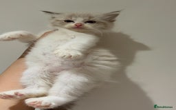 Ragdoll cats for sale: Beautiful Registered Ragdoll Male Kitten - Image 7