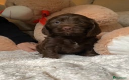 Cockapoo dogs for sale: Beautiful cockapoo  - Image 2