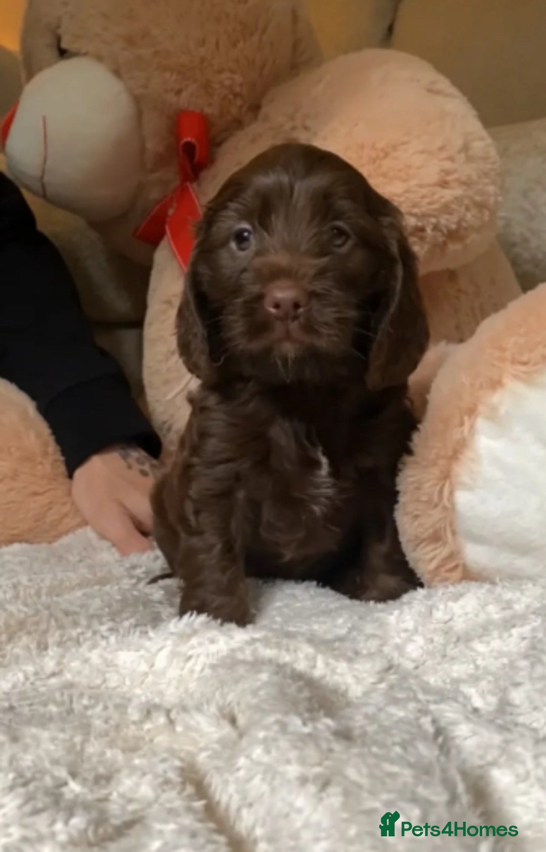 Cockapoo dogs for sale: Beautiful cockapoo  - Image 2