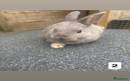 Mixed Breed rabbits for sale: 3 gorgeous baby bunnies for sale  - Image 5