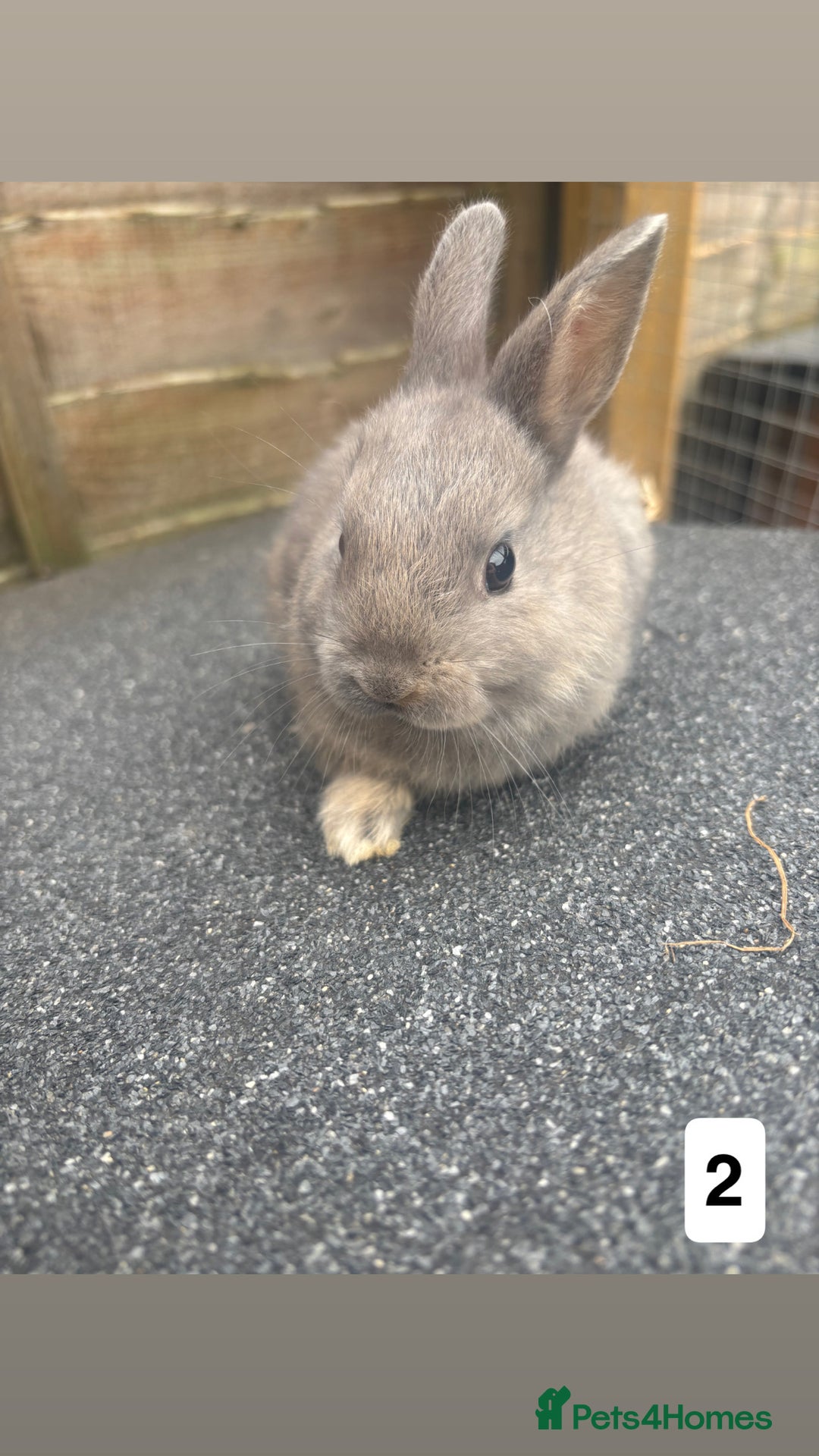 Mixed Breed rabbits for sale: 3 gorgeous baby bunnies for sale  - Image 5