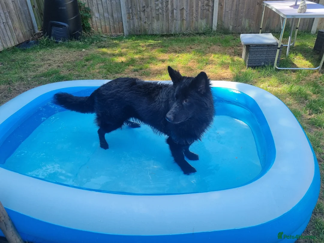 German Shepherd dogs for sale: 1 year old Black  female german shepherd in Tadworth - Advert 1