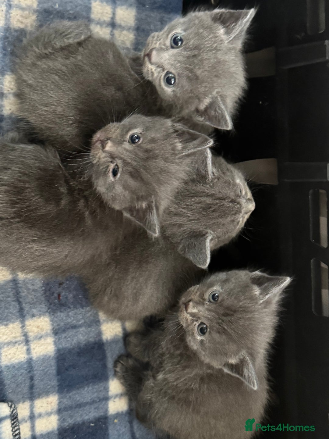 British Shorthair cats for sale: Gorgeous British Blue Shorthair X Kittens for sale in Brentwood - Image 8