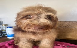 Cockapoo dogs for sale: Beautiful Chocolate and Merle F1 babies - Image 5