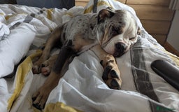 Old Tyme Bulldog dogs for sale: Winnie  - Image 1
