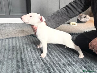 English Bull Terrier dogs KC Reg English bull terrier puppies - Advert 1