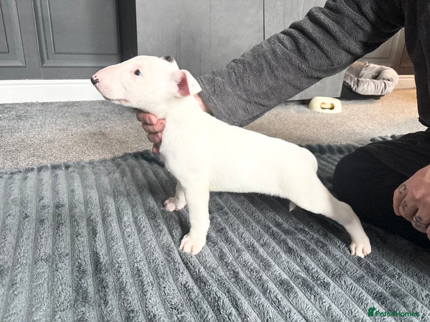 English Bull Terrier dogs KC Reg English bull terrier puppies - Advert 5