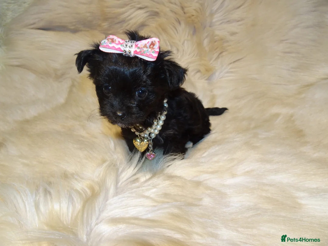 Mixed Breed dogs for sale: XXXXS Gorgeous Maltese X Chihuahua Malchi Puppies  - Advert 8
