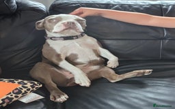 Boston Terrier dogs for sale: 2 year old Boston Terrier Female - Image 3