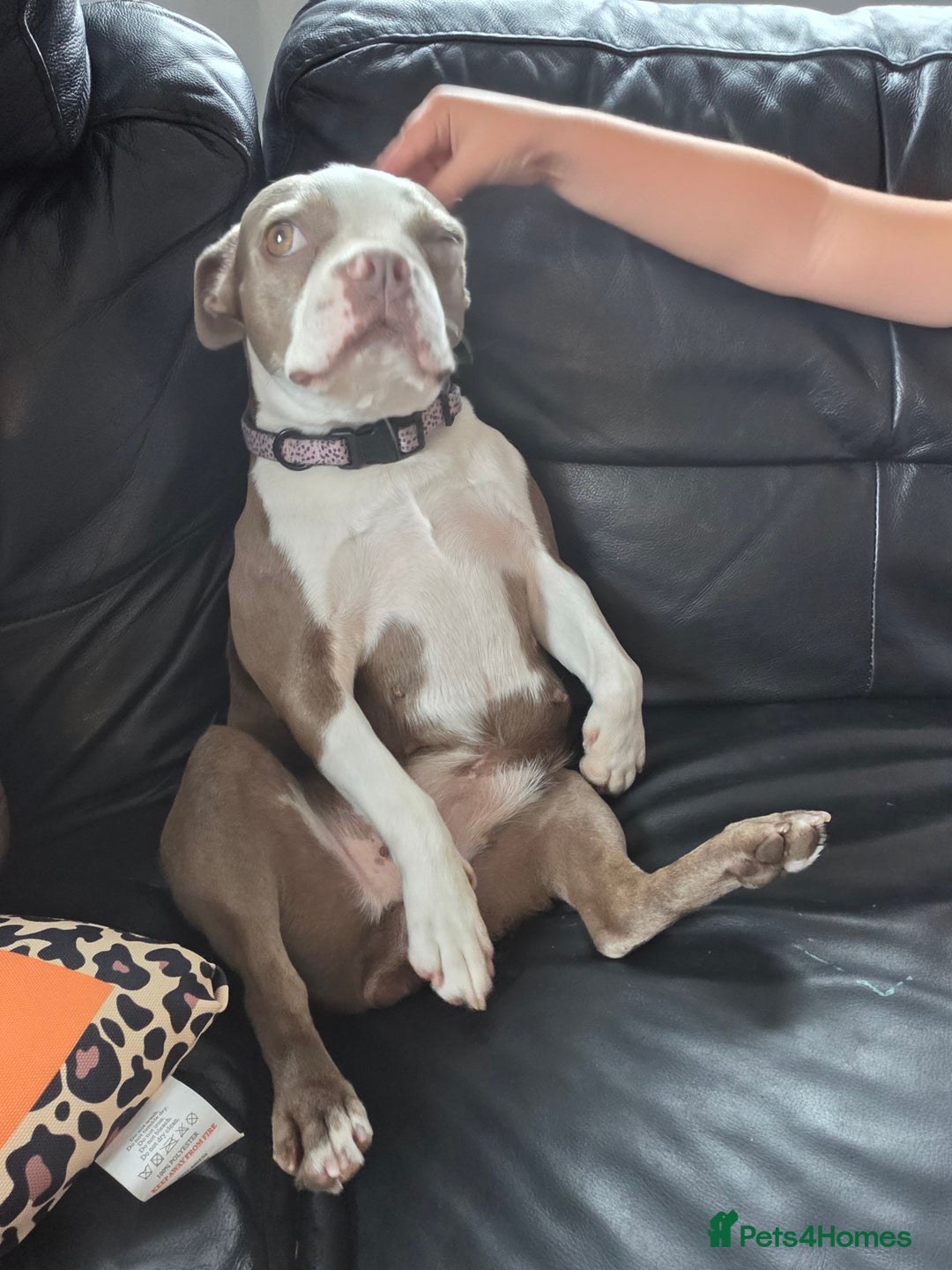 Boston Terrier dogs for sale: 2 year old Boston Terrier Female - Image 3