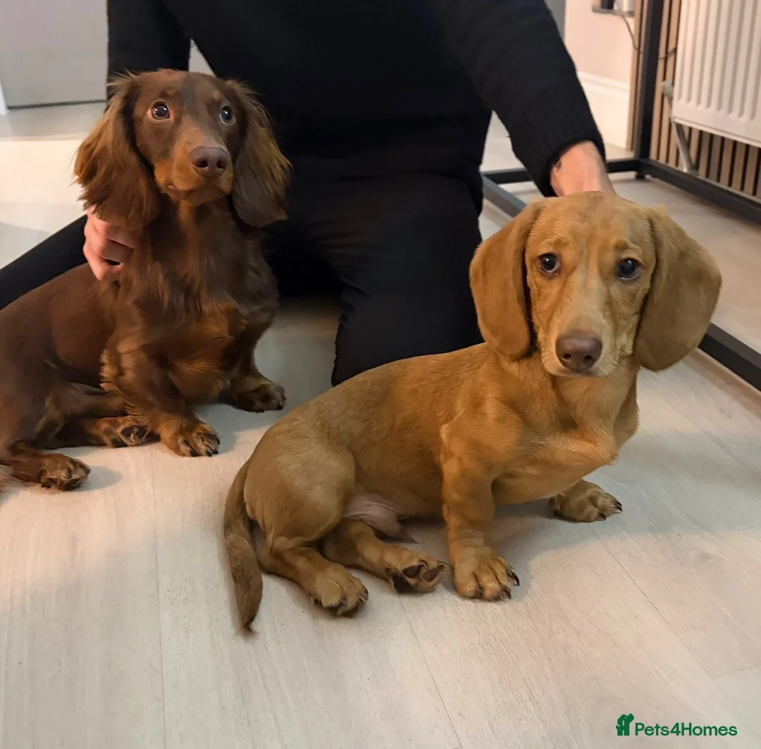 Miniature Dachshund dogs for sale: Mini dachshund For sale  in Cumnock - Advert 4