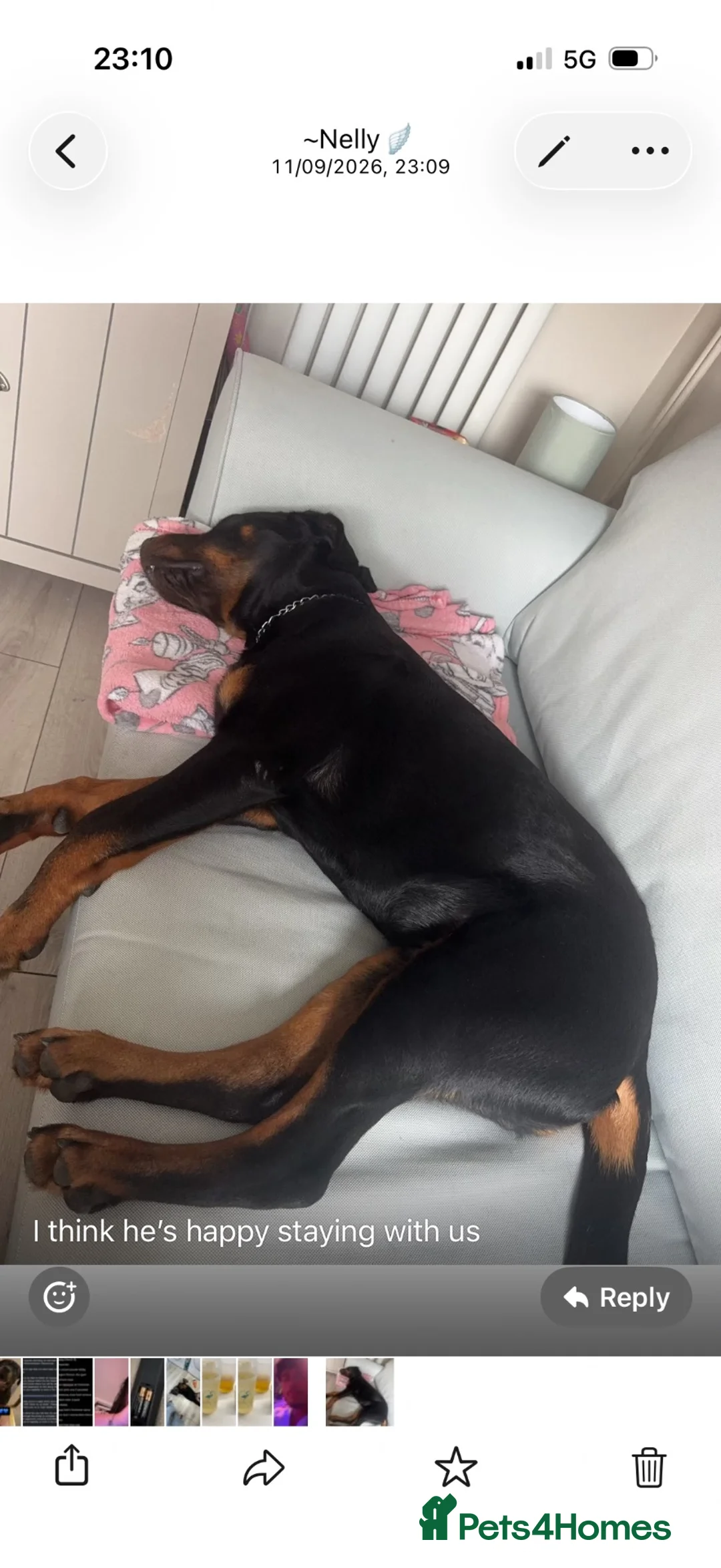 Rottweiler dogs for sale: Rottweiler for sale in Wolverhampton - Advert 2