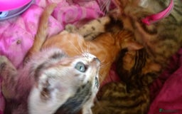 Mixed Breed cats for sale: Six Lovely Brown and Ginger Kittens - Image 4