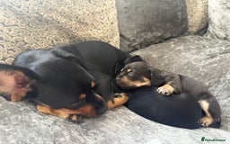 Mixed Breed dogs for sale: French bulldog X dauschaund - Image 8