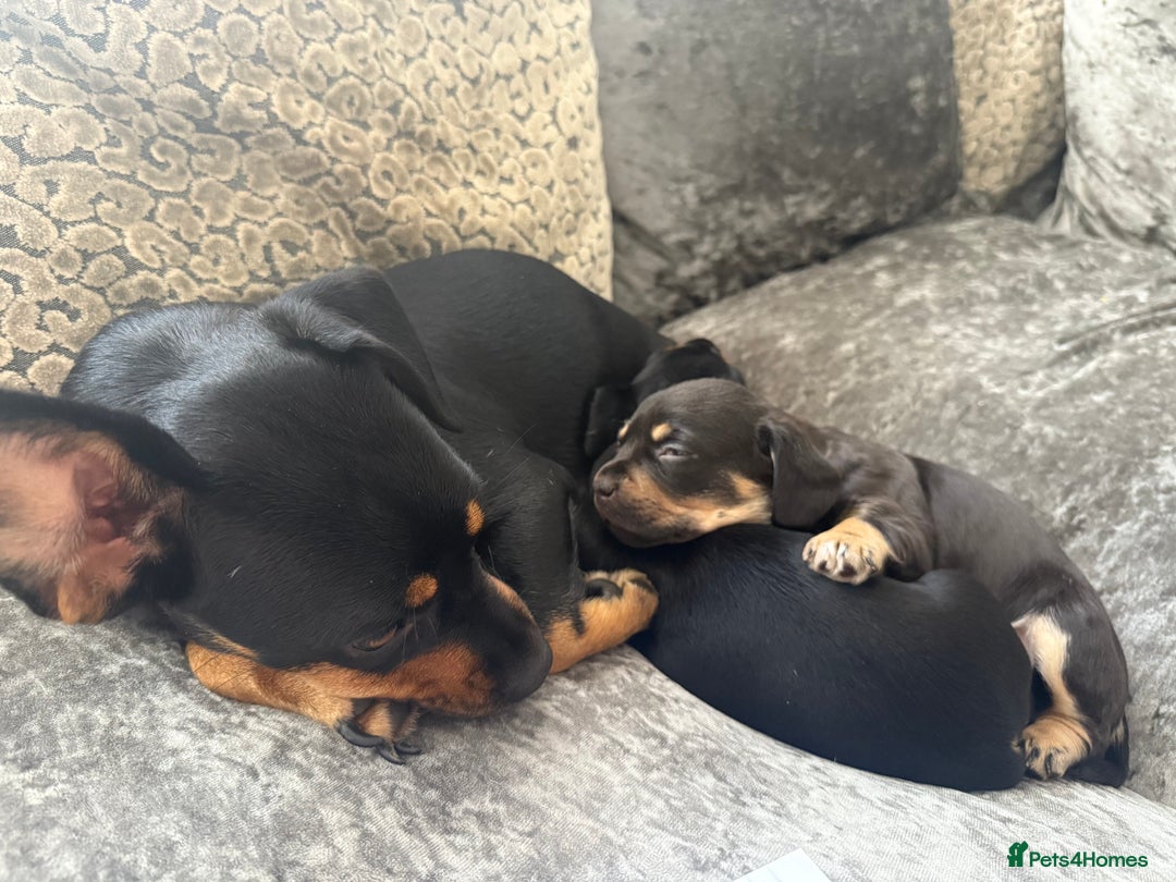 Mixed Breed dogs for sale: French bulldog X dauschaund - Image 8