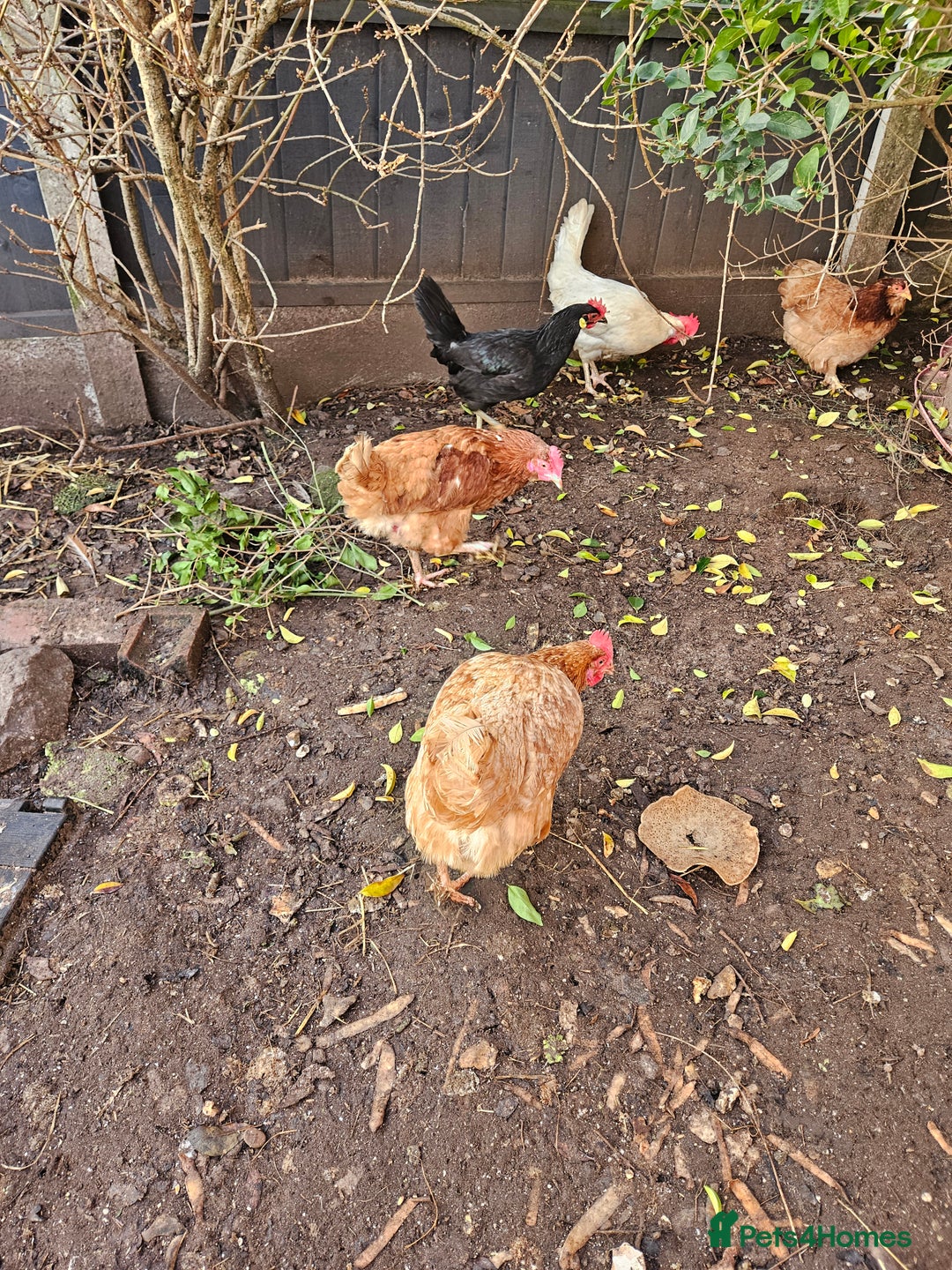 Chickens poultry for sale: 11 hens 1 cockrel  - Advert 8