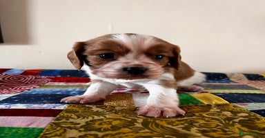 Cavalier King Charles Spaniel dogs - Advert 9