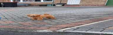 Cavapoo 1