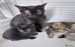 British Shorthair cats for sale: BBSH +British tabby shorthair in Manchester - Image 13