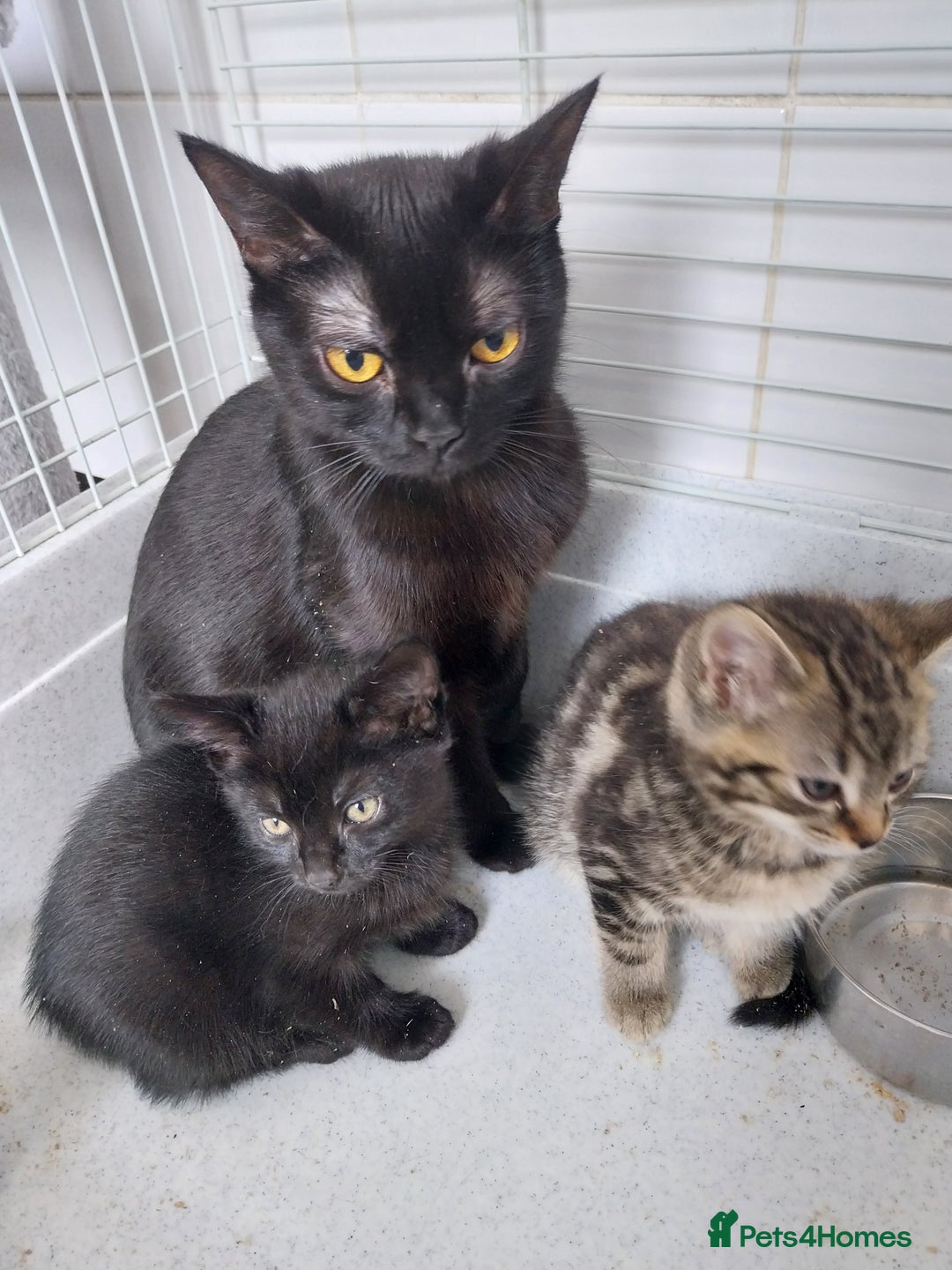 British Shorthair cats for sale: BBSH +British tabby shorthair in Manchester - Image 13