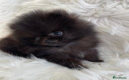 Pomeranian dogs for sale: READY NOW OUTSTANDING KC FEMALE AVALIBLE - Image 6
