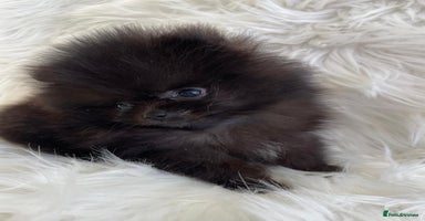 Pomeranian dogs - Advert 3