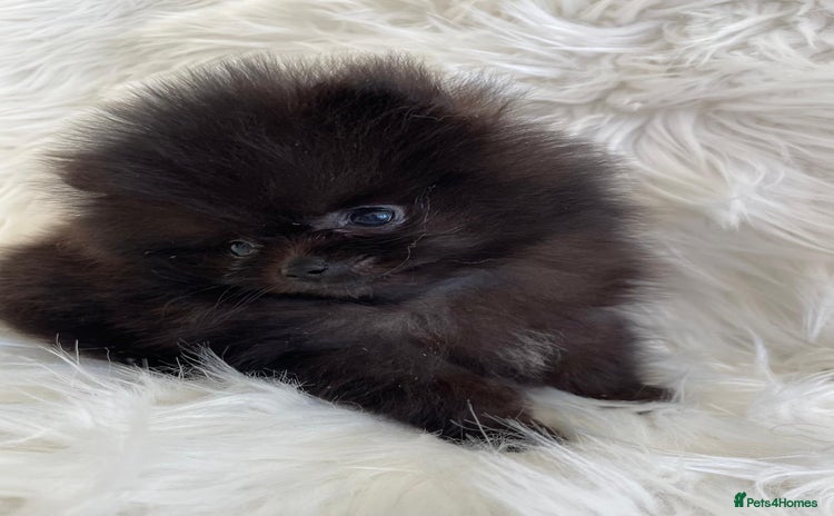 Pomeranian dogs - Advert 3