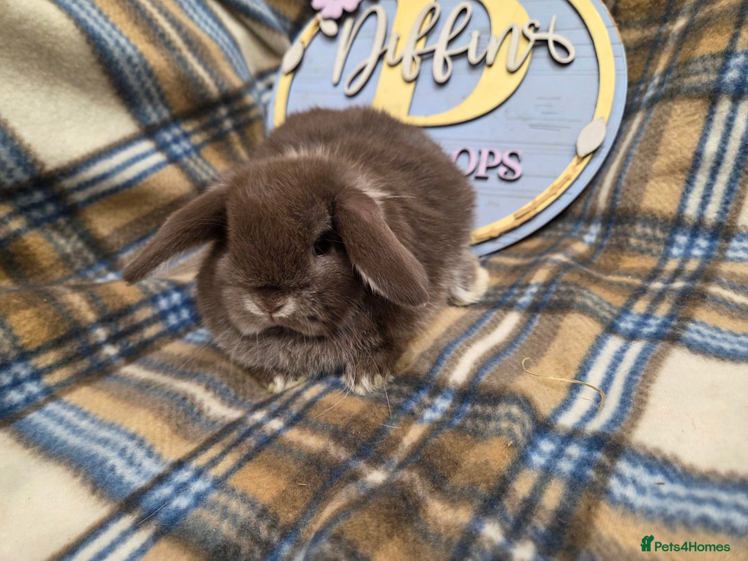 Mini Lop rabbits for sale: Mini lop bunnies - Advert 10