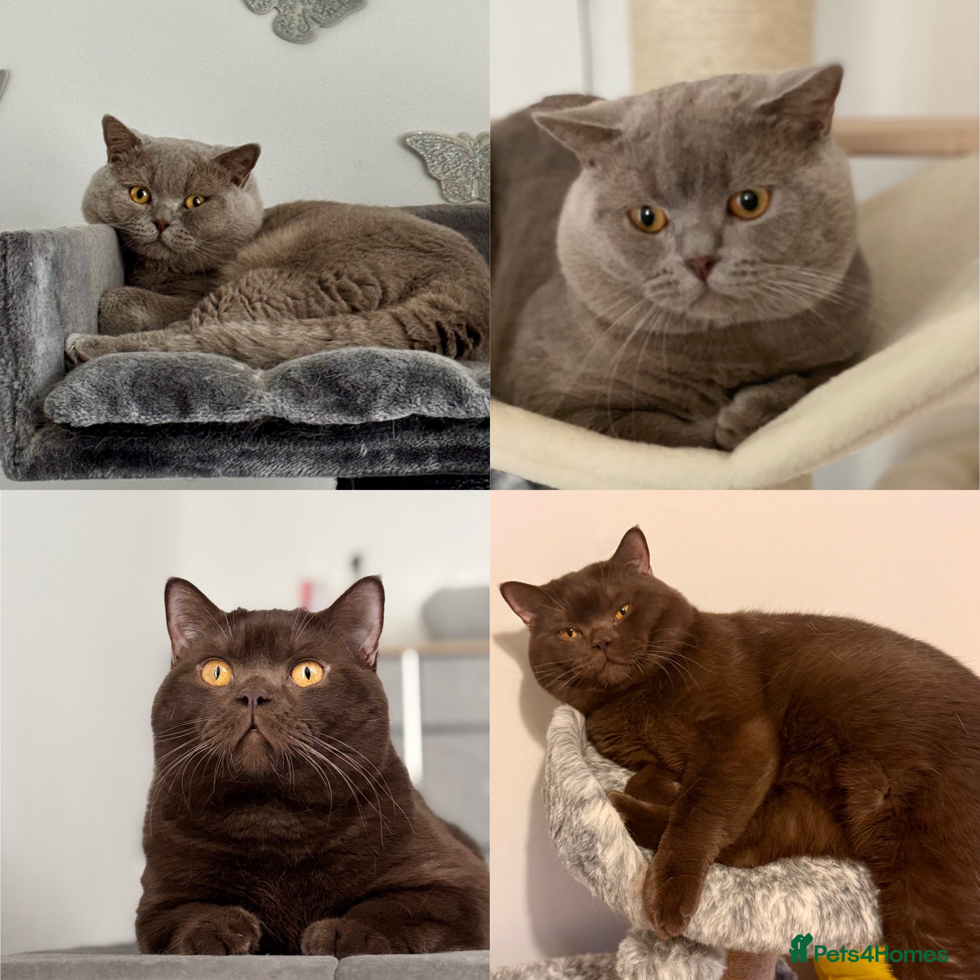 British Shorthair cats GCCF  Registered Chocolate & Lilac Active Studs  - Advert 1