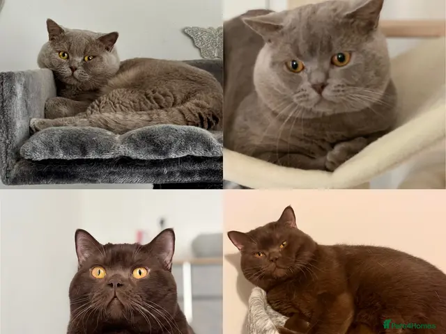British Shorthair cats for stud: GCCF Registered Chocolate & Lilac Active Studs - Advert 1