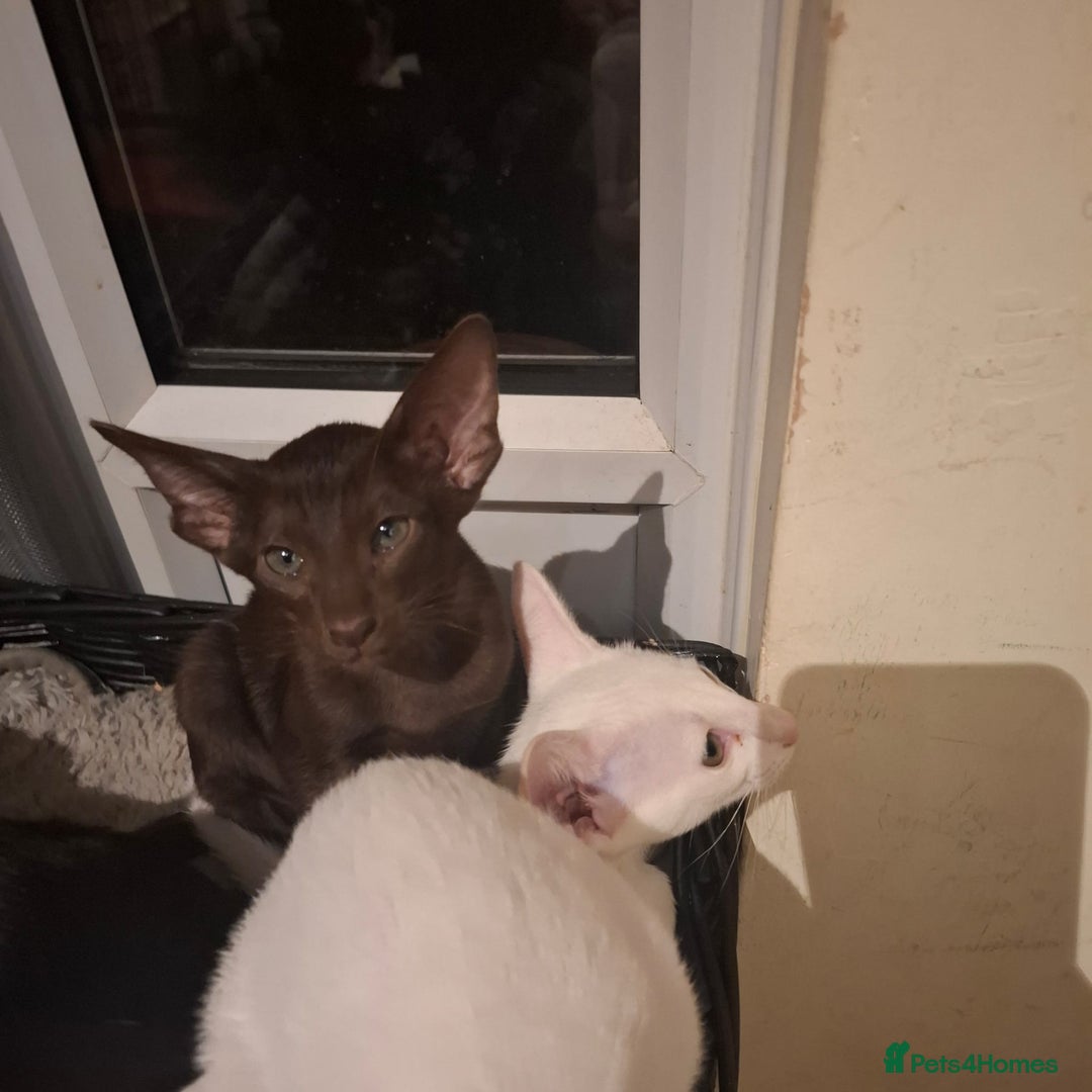 Oriental cats for sale: Absolutly loving beautiful oriental kittens - Image 4