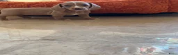 Dachshund dogs for sale: Miniature dachshund - Advert 2