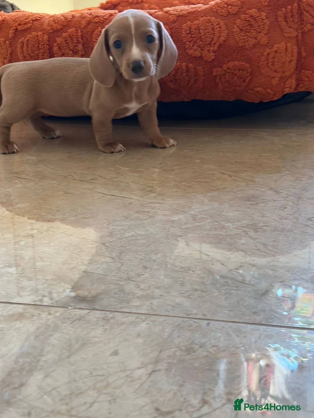 Dachshund dogs for sale: Miniature dachshund - Advert 2