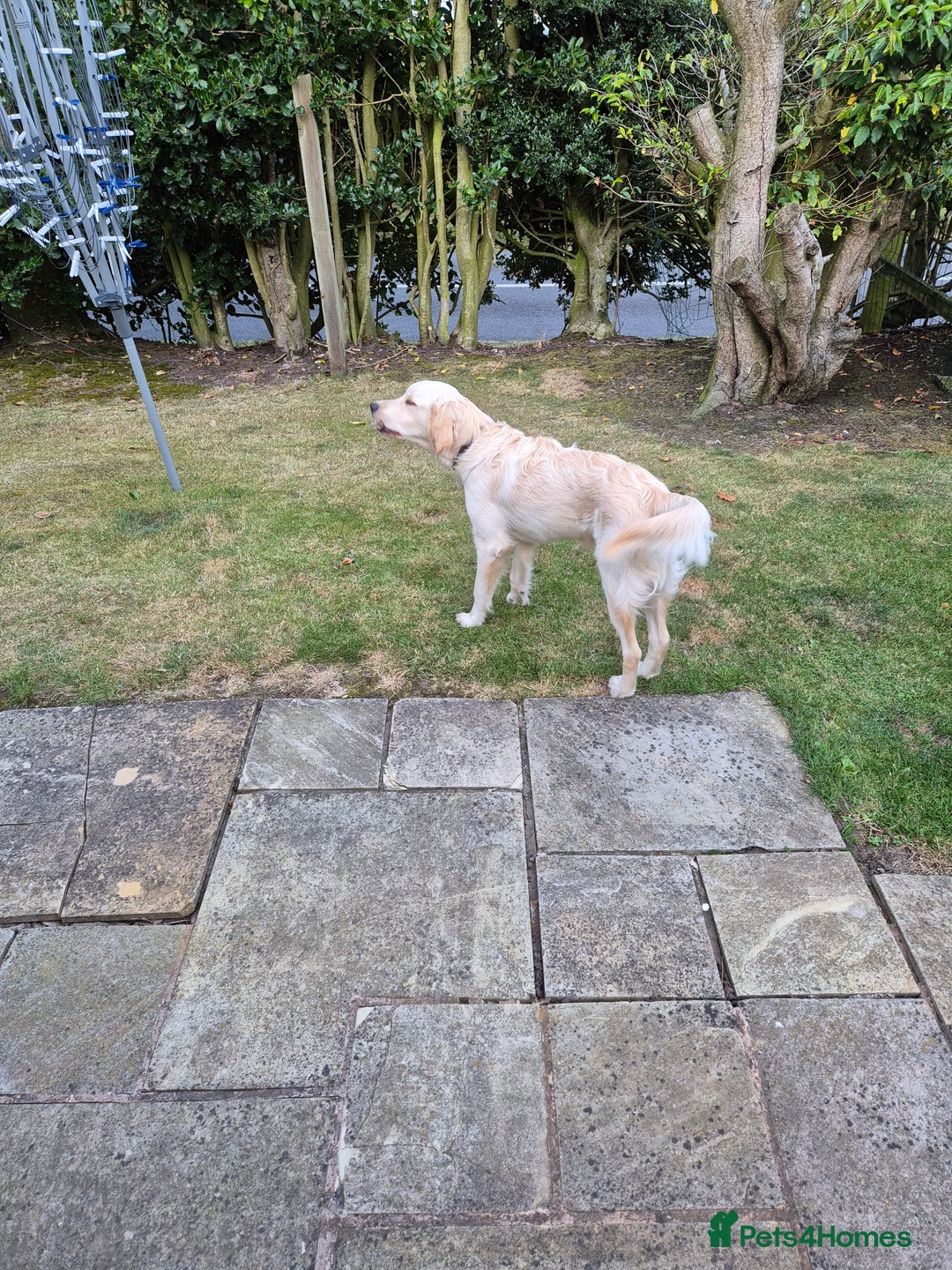 Golden Retriever dogs for sale: Golden retriever 10 months old - Advert 16