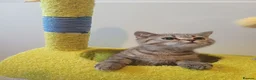 British Shorthair cats for sale: Ready to leave🐱 - Advert 15