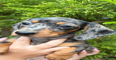 Miniature Dachshund dogs - Advert 1