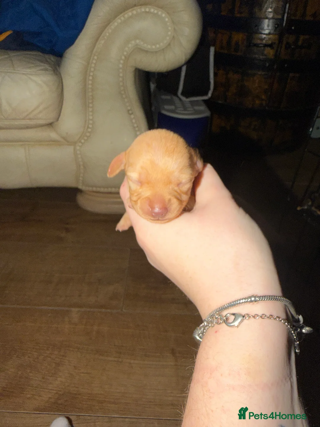 Chiweenie dogs for sale: Chiweenies SOLD  - Advert 2