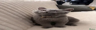 British Shorthair 1