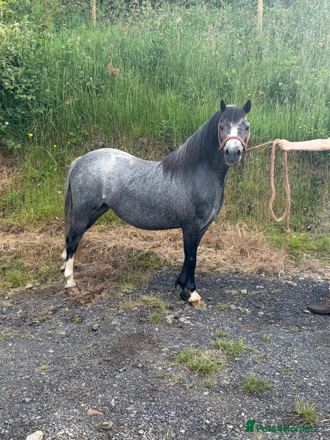 Welsh Section A horses for sale: Riding Welsh Section A  - Advert 2