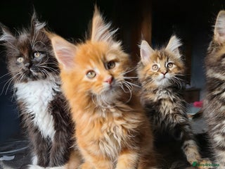 Maine Coon cats - Advert 1