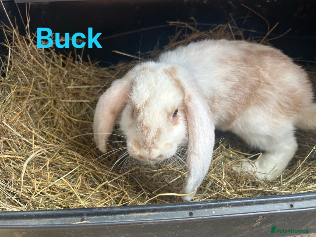 French Lop rabbits for sale: French Lop Bucks and Does READY NOW!! - Image 9