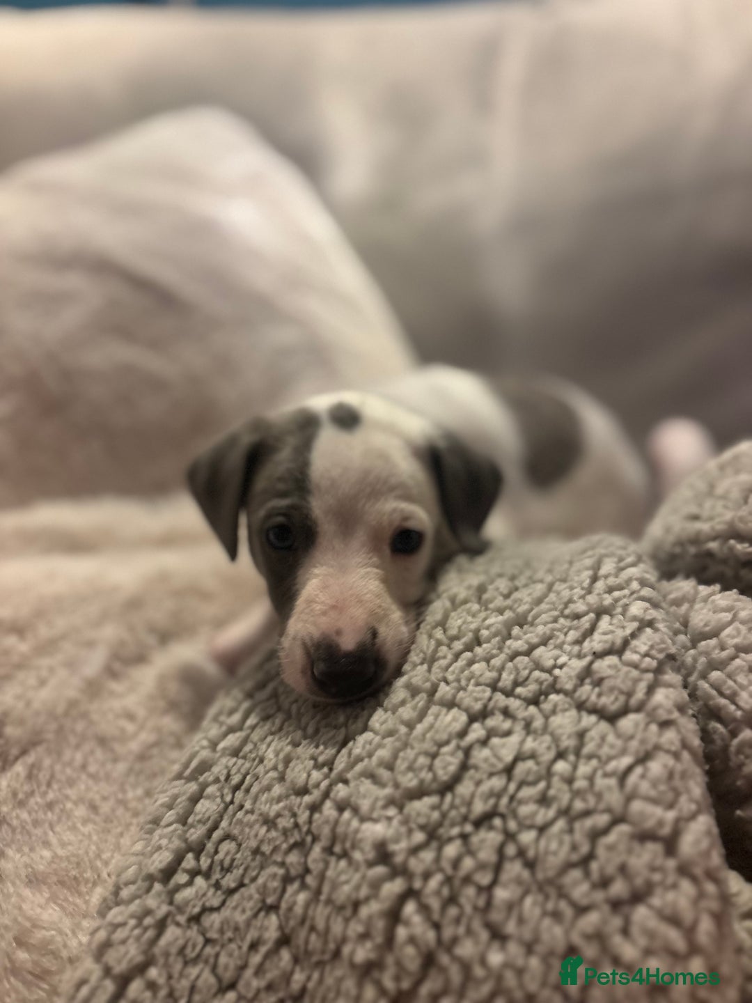 Whippet dogs for sale: Beautiful Blue Girl Whippet pup LAST ONE - Advert 23