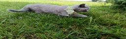British Shorthair cats for sale: Ready to go. Gccf registered blue BSH kittens - Advert 10