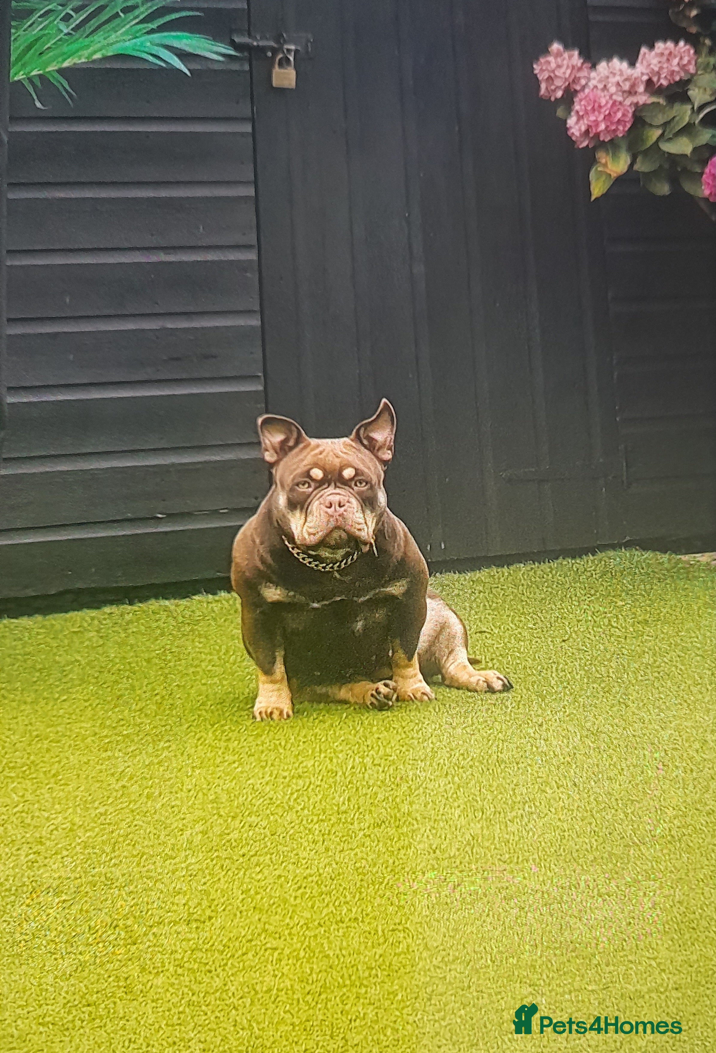 American Bully dogs American micro bully chocolate tric  - Advert 16