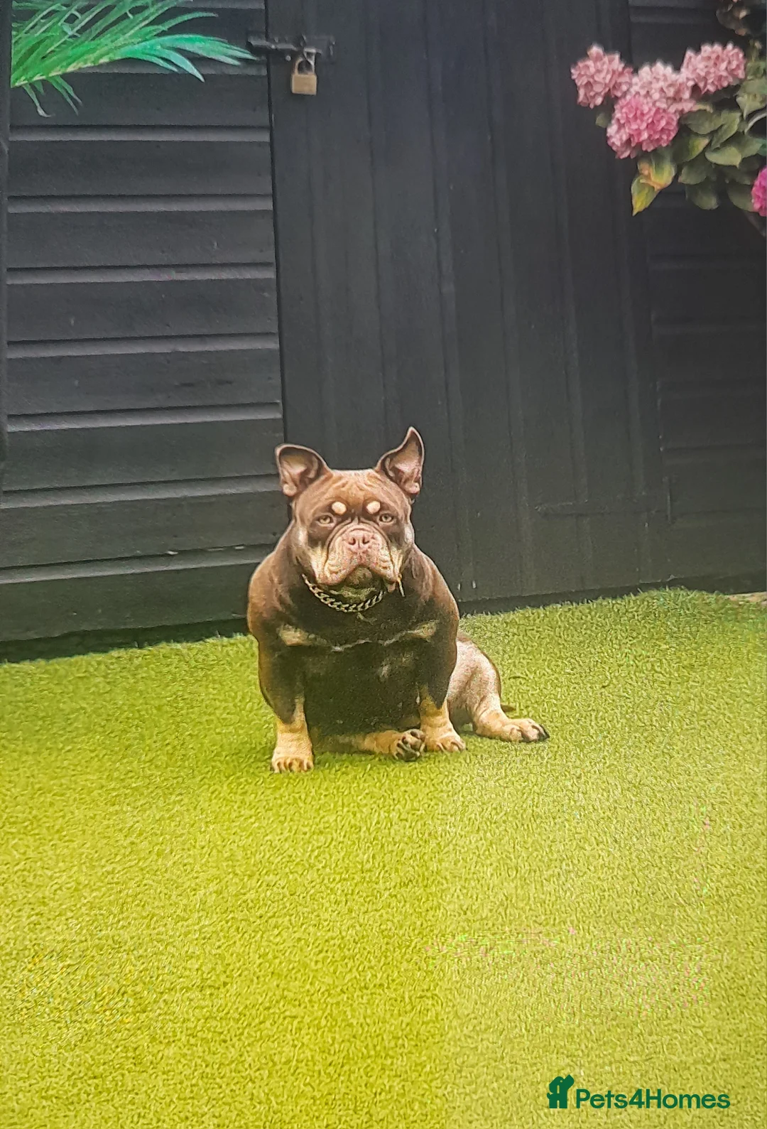 American Bully dogs for sale: American micro bully chocolate tric  - Advert 1
