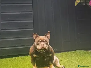 American Bully dogs American micro bully chocolate tric - Advert 1