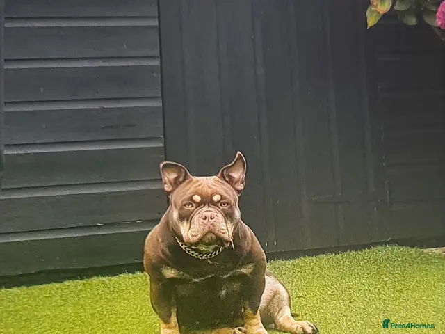 American Bully dogs for sale: American micro bully chocolate tric - Advert 15
