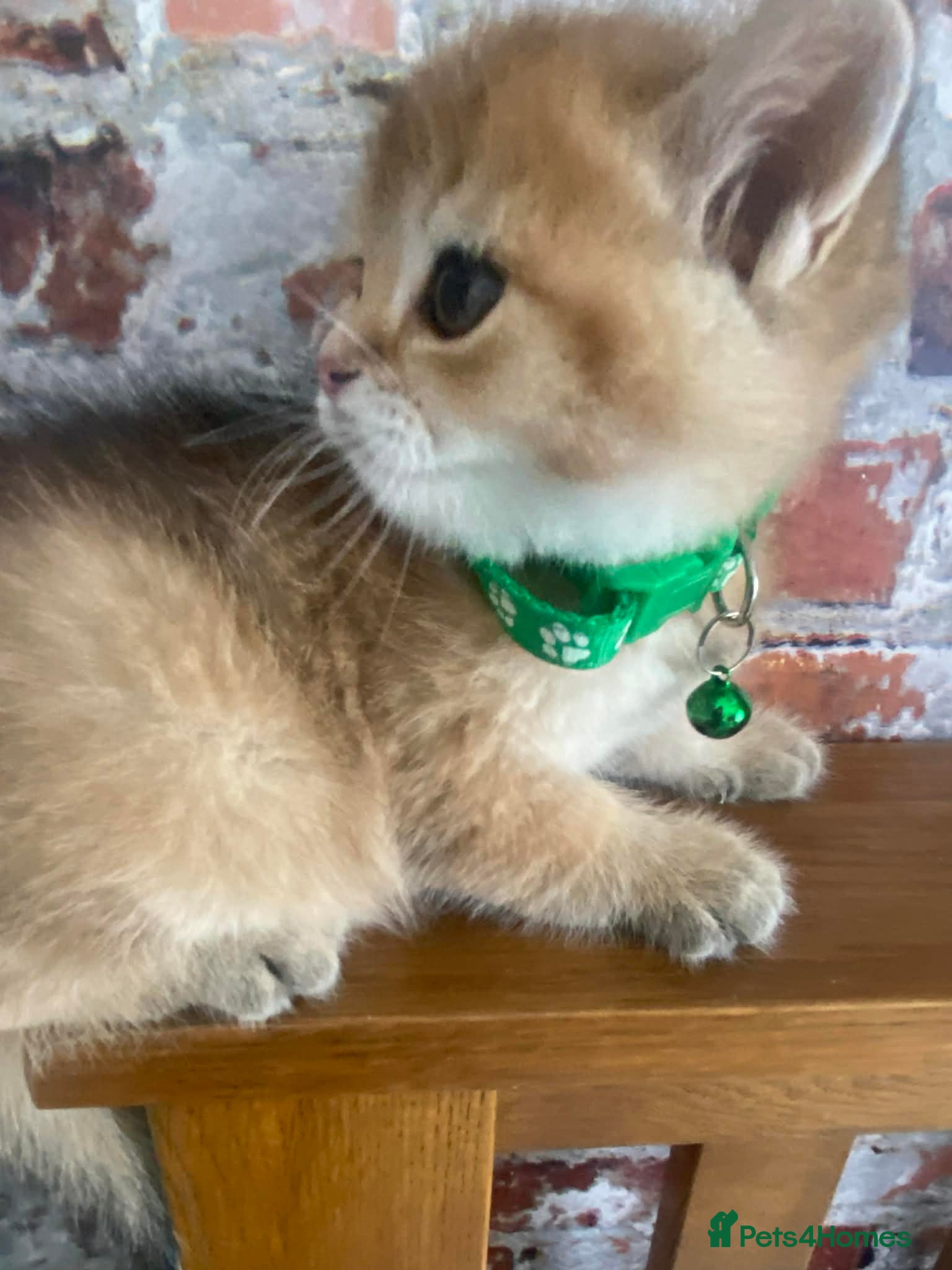 British Shorthair cats British shorthair kittens  - Advert 16