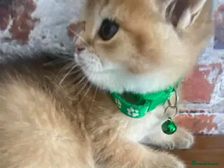 British Shorthair cats British shorthair kittens - Advert 16