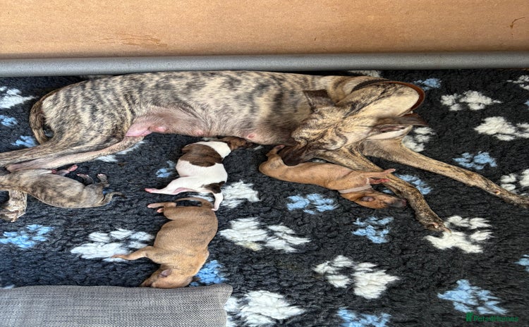 Whippet dogs - Advert 4